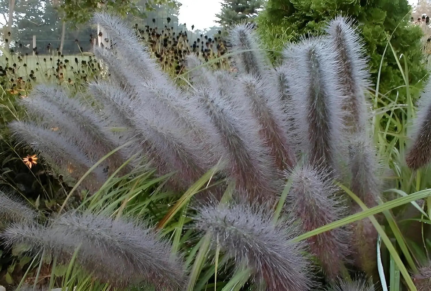 Ziergras Pennisetum alopecuroides 'Moudry' im XXL Topf, schwarzes Lampenputzergras, dichtes, buschiges Laub, Stauden Gänge