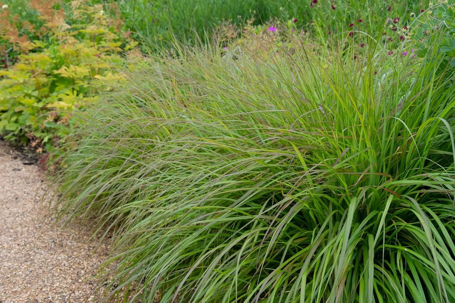 Pennisetum alopecuroides 'Moudry', schwarzes Lampenputzergras im XXL-Topf, Ziergras von Stauden Gänge, wächst auf natürlichem Hintergrund.