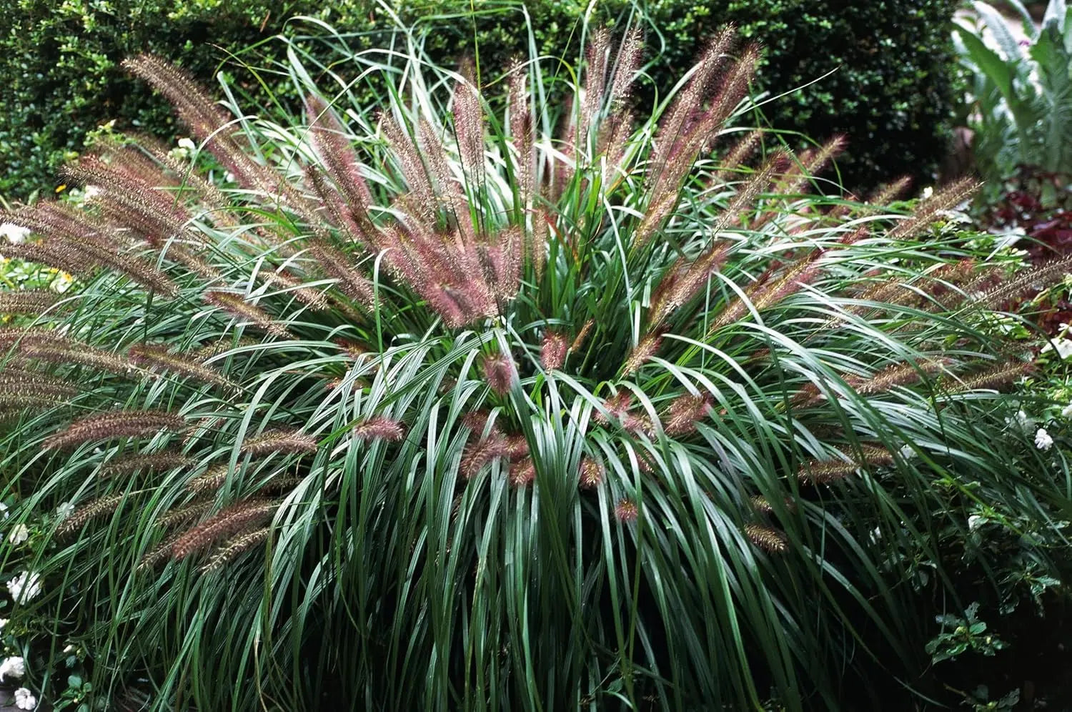 Schwarzes Lampenputzergras Pennisetum alopecuroides 'Moudry' in XXL Topf, Ziergras von Stauden Gänge, grünes bis schwarzes Laub