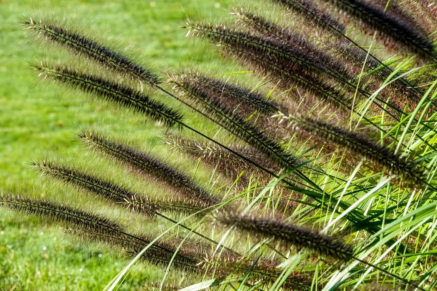 Schwarzes Lampenputzergras Pennisetum alopecuroides 'Moudry' in XXL Topf, Ziergras von Stauden Gänge, detailreiche Ansicht
