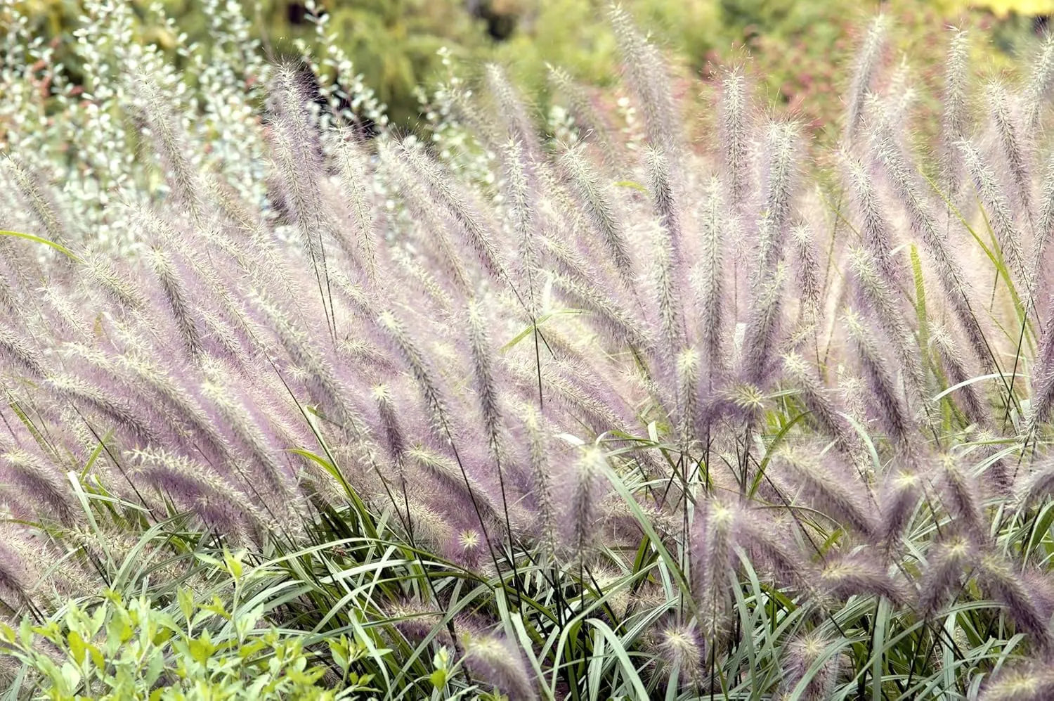 Schwarzes Lampenputzergras Pennisetum alopecuroides 'Moudry' im XXL Topf, Ziergras von Stauden Gänge, frisches, dichtes Laub