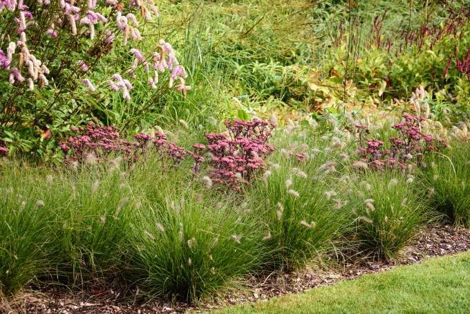 Ziergras Pennisetum alopecuroides 'Piglet' Zwerg Lampenputzergras, grüne, dichte Halme mit braunen Ähren, Stauden Gänge