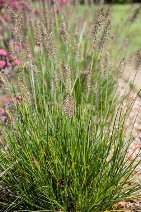 Ziergras Pennisetum alopecuroides 'Piglet' – Zwerg Lampenputzergras mit dichten, buschigen Halmen, grünem Laub und braunen Blüten.