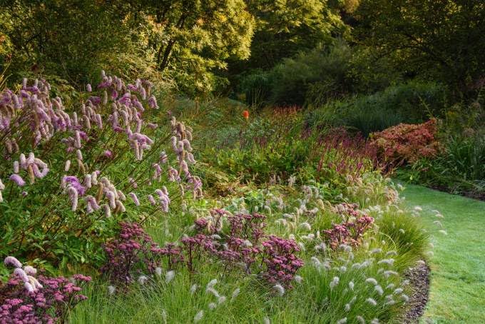 Ziergras Pennisetum alopecuroides 'Piglet' von Stauden Gänge, kleines Lampenputzergras mit dichten, hellen Blütenständen.
