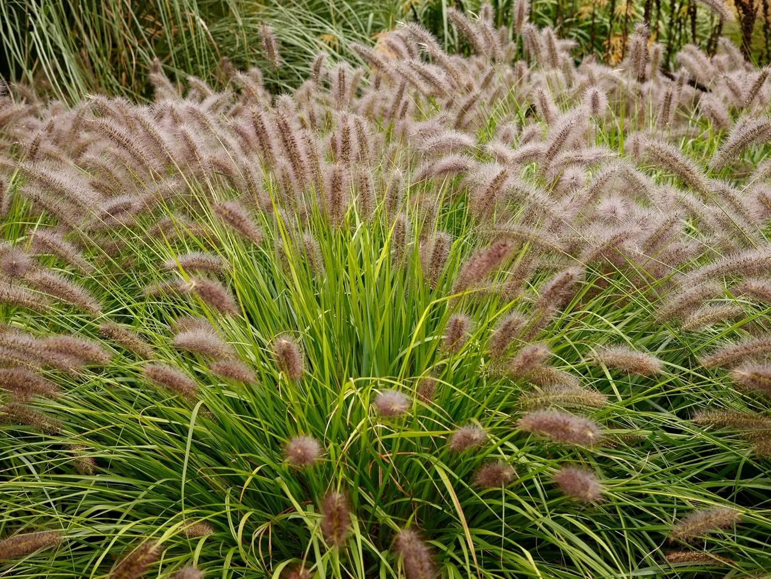 Rotes Lampenputzergras Pennisetum alopecuroides 'Red Head' als Ziergras, mit langen, dichten Blättern und roten Rispen.