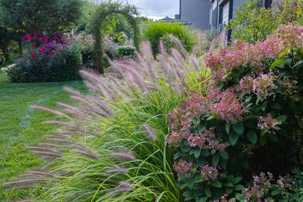 Rotes Lampenputzergras Pennisetum alopecuroides 'Redborn' als Ziergras, mit grünen und roten Halmen, im Garten.