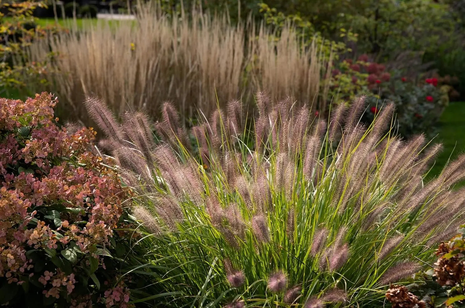 Ziergras Pennisetum alopecuroides 'Redborn' in XXL Topf, rotes Lampenputzergras, von Stauden Gänge.