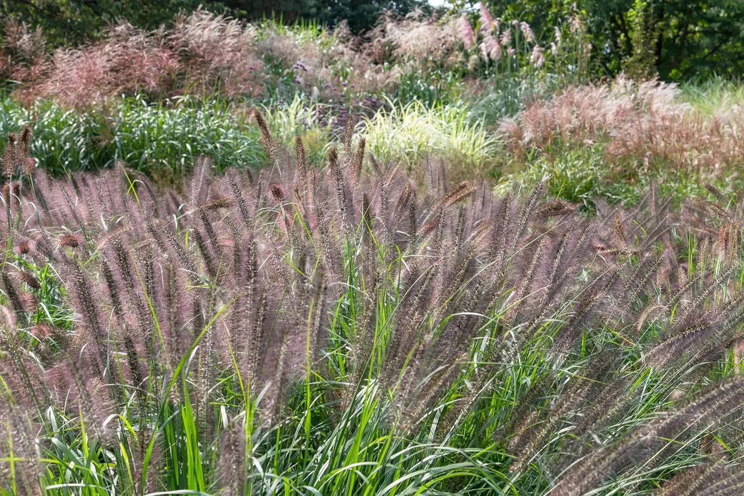 Rotes Lampenputzergras Pennisetum alopecuroides 'Redborn' im XXL Topf, Ziergras von Stauden Gänge, frische grüne und rote Halme