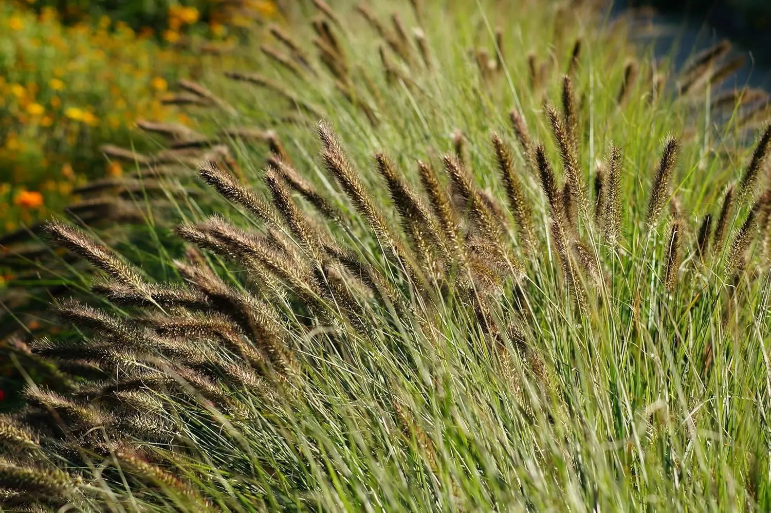 Dunkles Lampenputzergras Pennisetum alopecuroides var. viridescens, Ziergras von Stauden Gänge, mit schmalen grünen Halmen