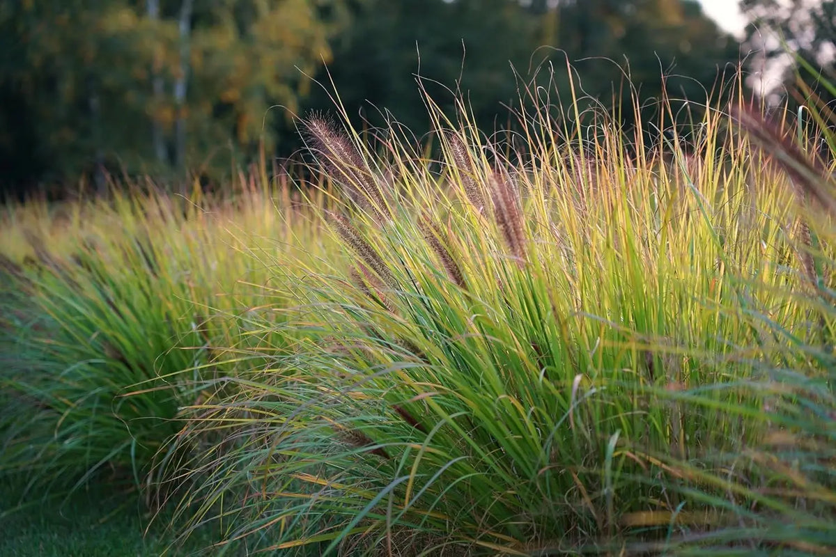 Dunkles Lampenputzergras Pennisetum alopecuroides var. viridescens, Ziergras von Stauden Gänge, mit dichten, dunkelgrünen Halmen