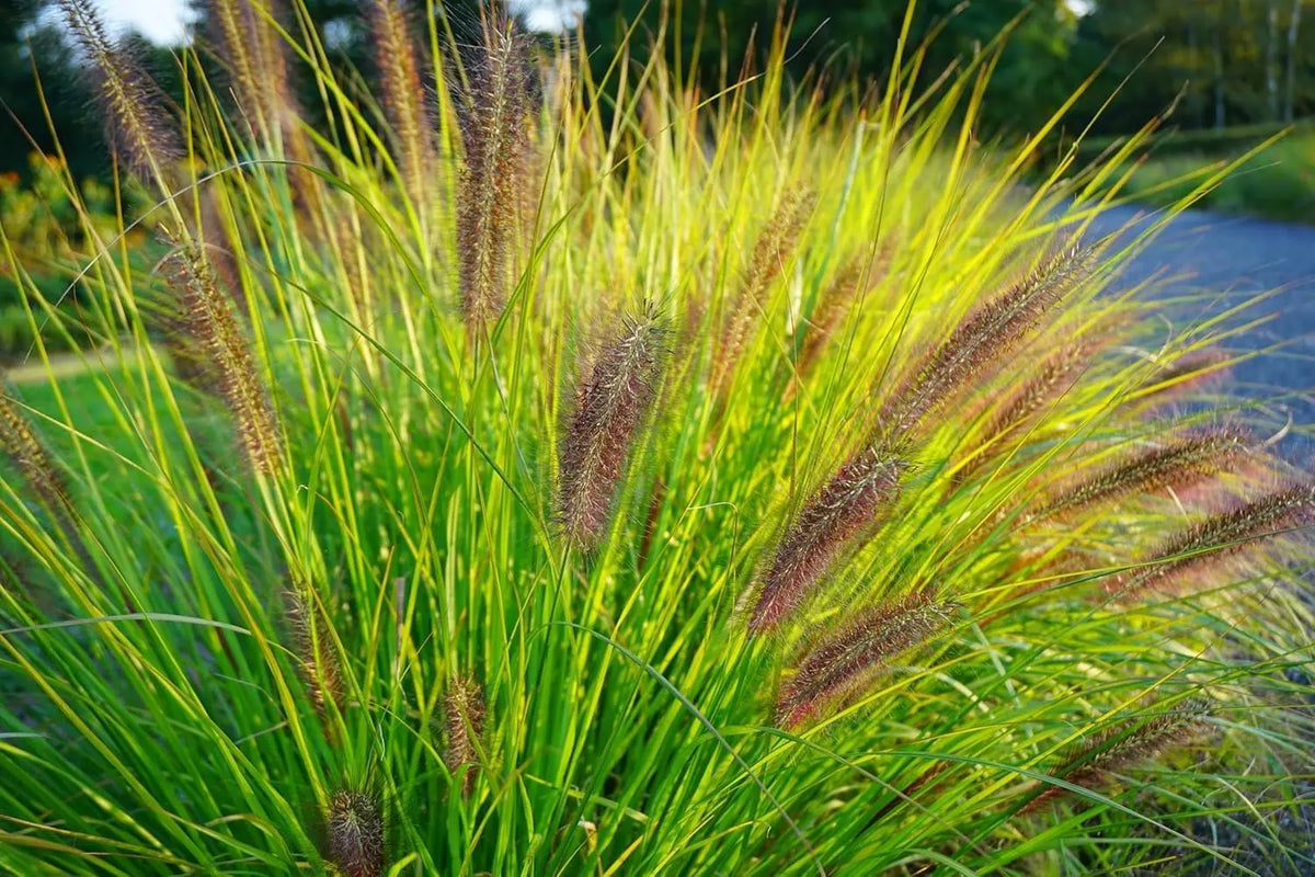 Dunkles Lampenputzergras Pennisetum alopecuroides var. viridescens, Ziergras mit dichten, grünen bis dunklen Halmen, Stauden Gänge