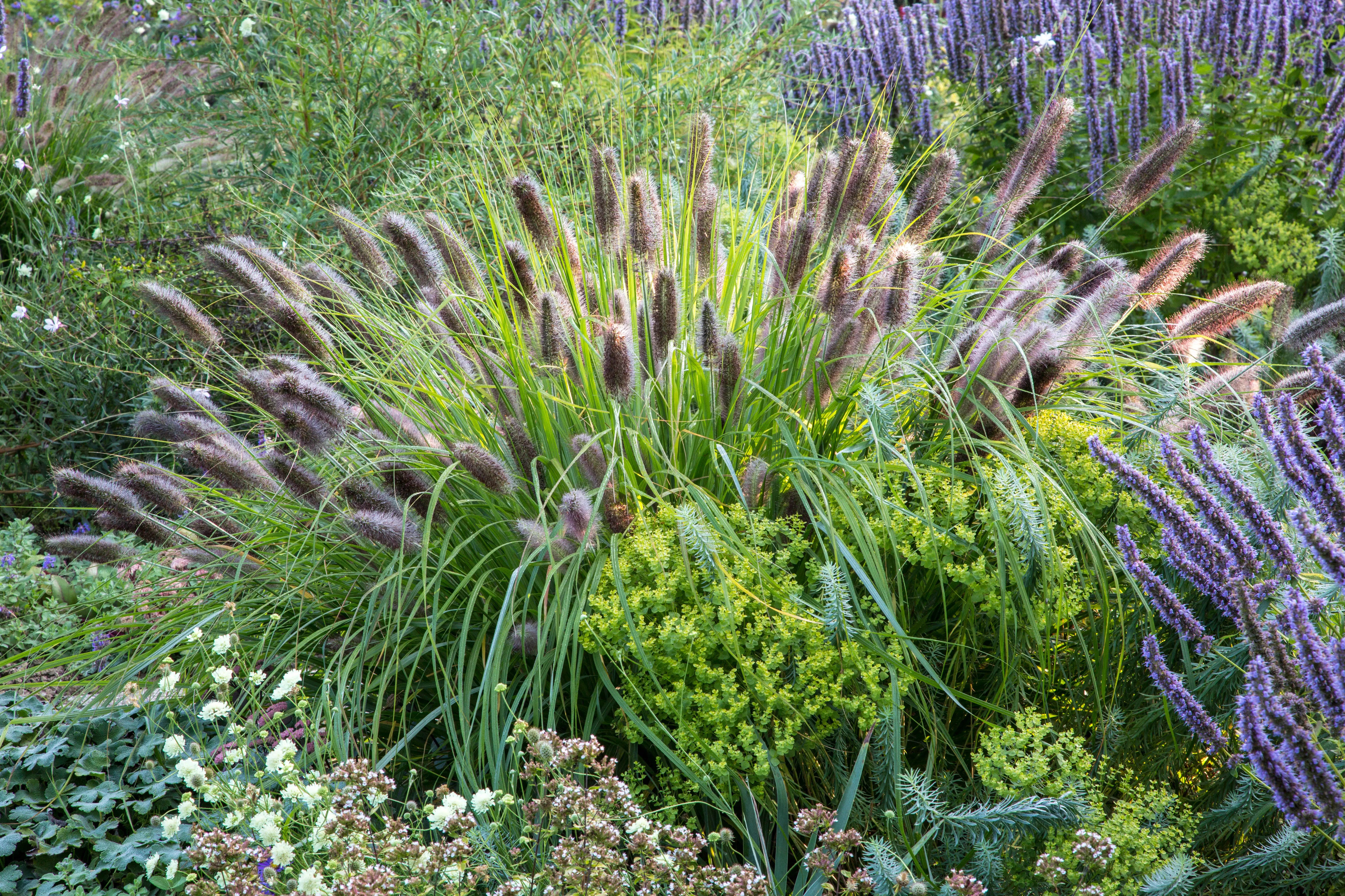 Dunkles Lampenputzergras Pennisetum alopecuroides var. viridescens, Ziergras mit üppigen, dunklen Halmen, von Stauden Gänge.