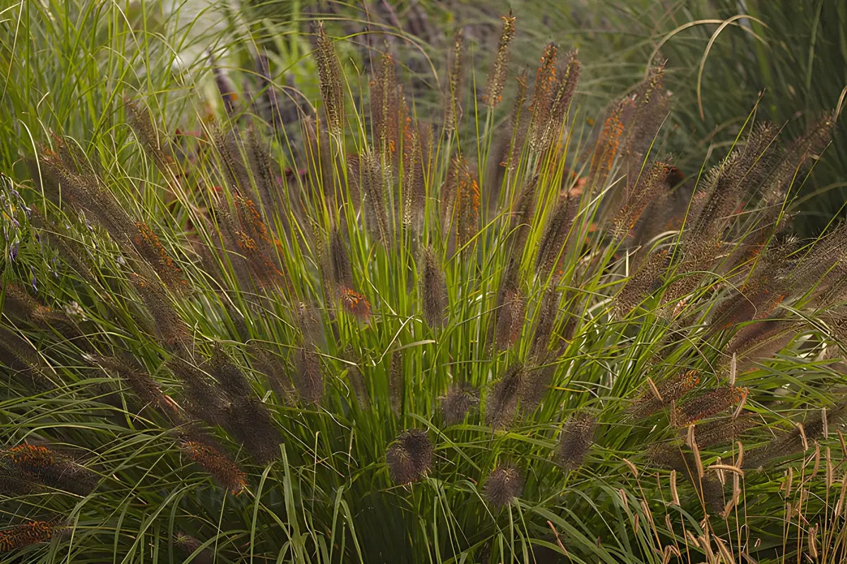 Ziergras Pennisetum alopecuroides 'Weserbergland' mit lockeren, buschigen Lampenputzergras-Streifen, Stauden Gänge.