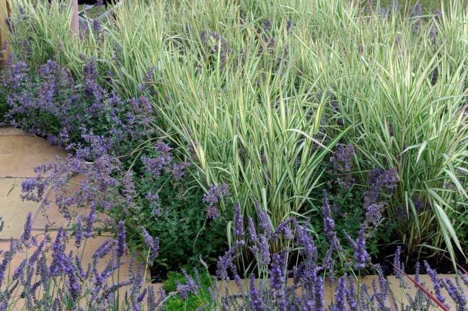 Ziergras Phalaris arundinacea 'Feesey' von Stauden Gänge, rohrglanzgras mit schmalen, grünen Blättern und aufrechter Wuchs
