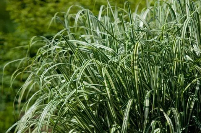 Ziergras Phalaris arundinacea 'Feesey' von Stauden Gänge, grünes Rohrglanzgras mit schmalen Blättern, im Garten.