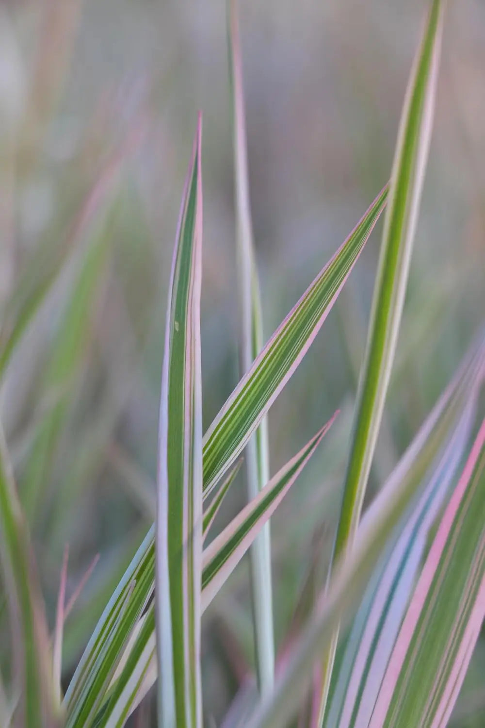 Ziergras Phalaris arundinacea 'Feesey' von Stauden Gänge, grünes Rohrglanzgras mit schmalen Blättern, im Garten.