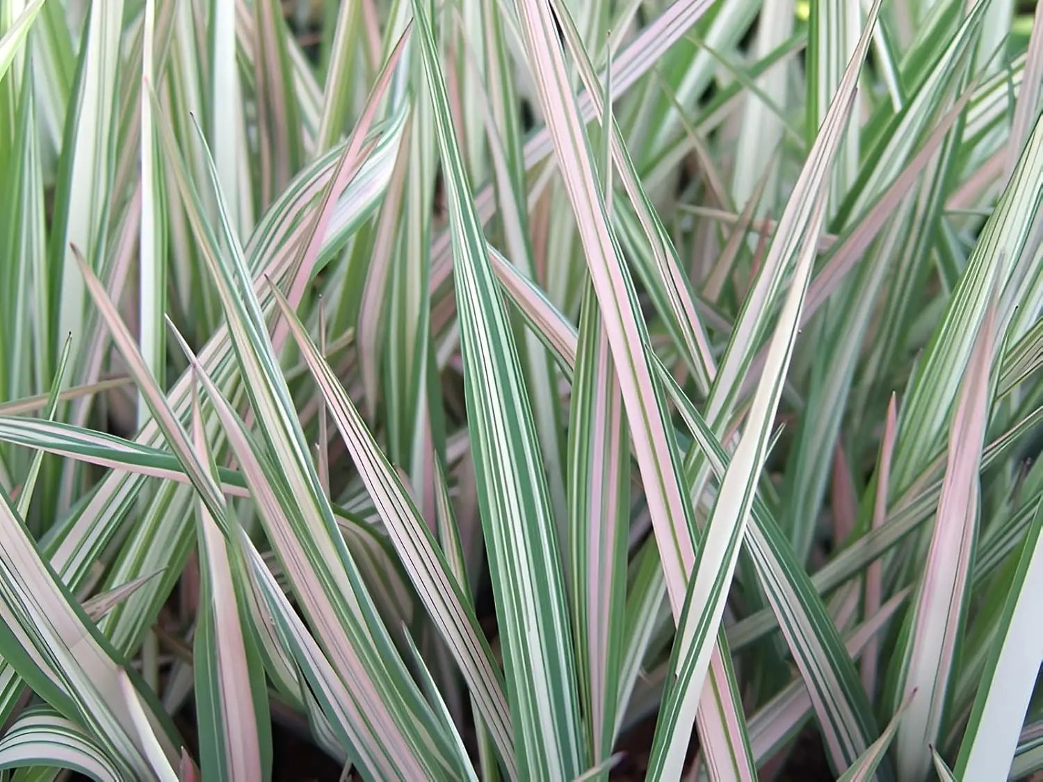 Ziergras Phalaris arundinacea 'Feesey' von Stauden Gänge, grünes Rohrglanzgras mit feinen, schimmernden Halmen im Gartenbild