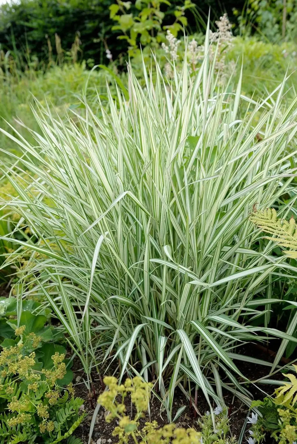 Ziergras Phalaris arundnacea 'Picta' mit bunt gefärbten Blättern, Stauden Gänge, für Garten und Landschaftsbau.