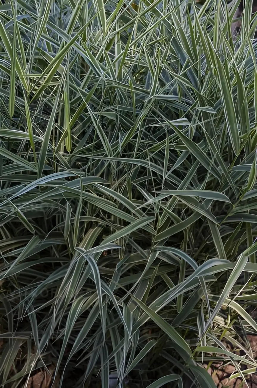 Ziergras Phalaris arundnacea 'Picta' mit bunt grünen und weißen Blättern, Stauden Gänge, dekoratives Rohrglanzgras, Gartenpflanze