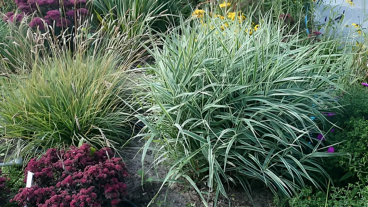 Ziergras Phalaris arundnacea 'Picta' mit bunt gefärbtem Laub, Stauden Gänge, detailreiche Nahaufnahme