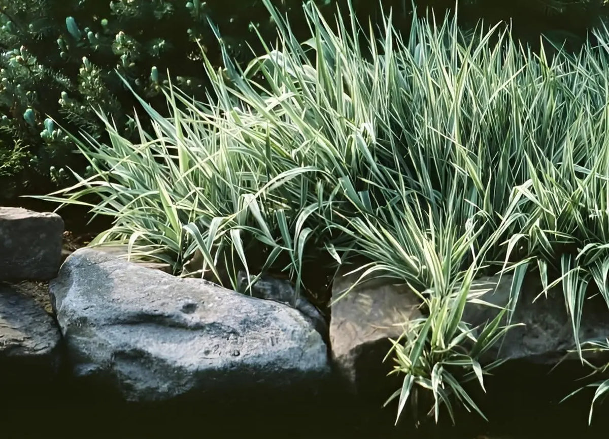 Ziergras Phalaris arundnacea 'Picta' mit buntem, gestreiftem Laub, Stauden Gänge, dekoratives Rohrglanzgras im Garten