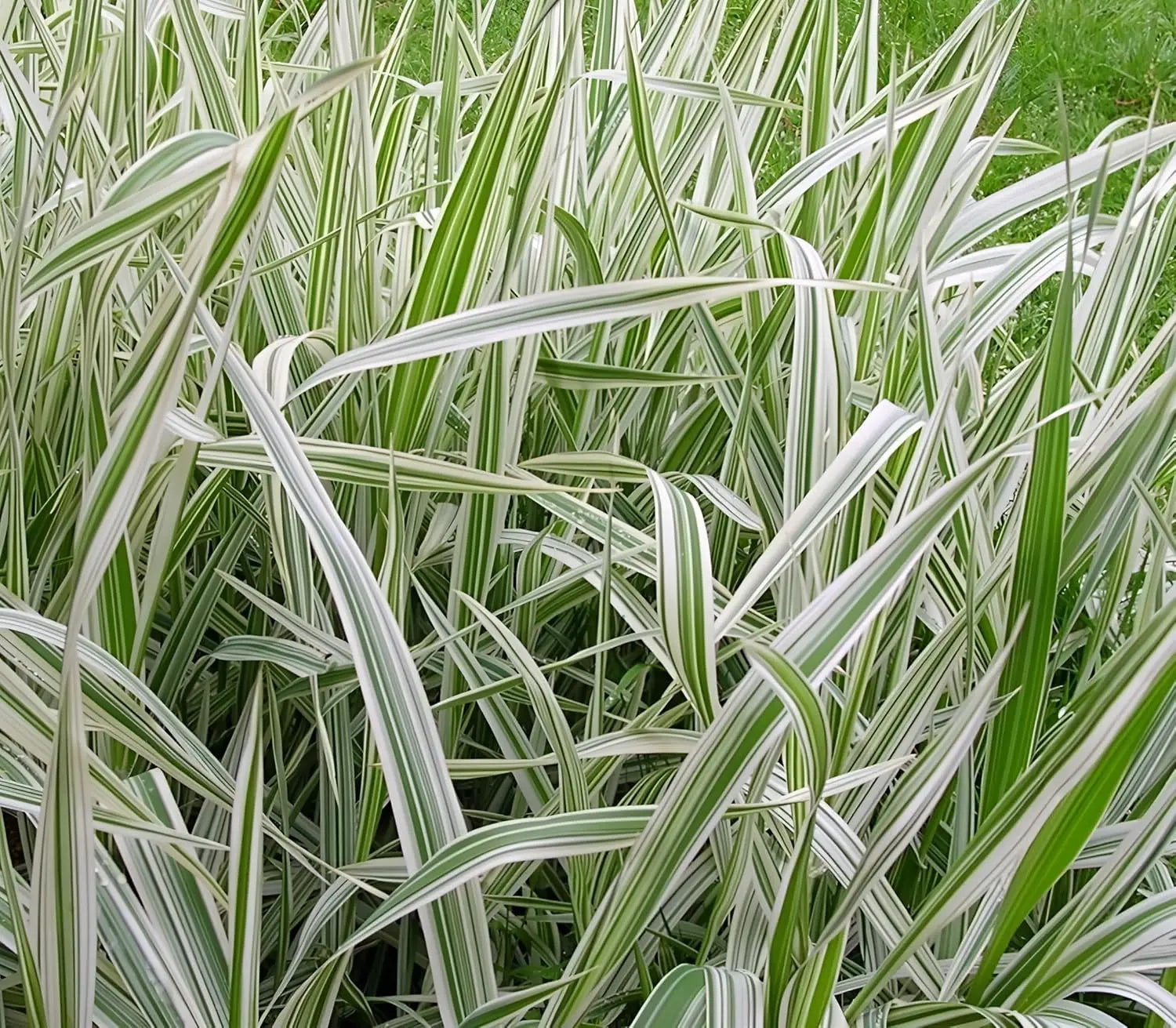 Ziergras Phalaris arundnacea 'Picta' mit bunten Blättern, Stauden Gänge, dekoratives Rohrglanzgras im Garten