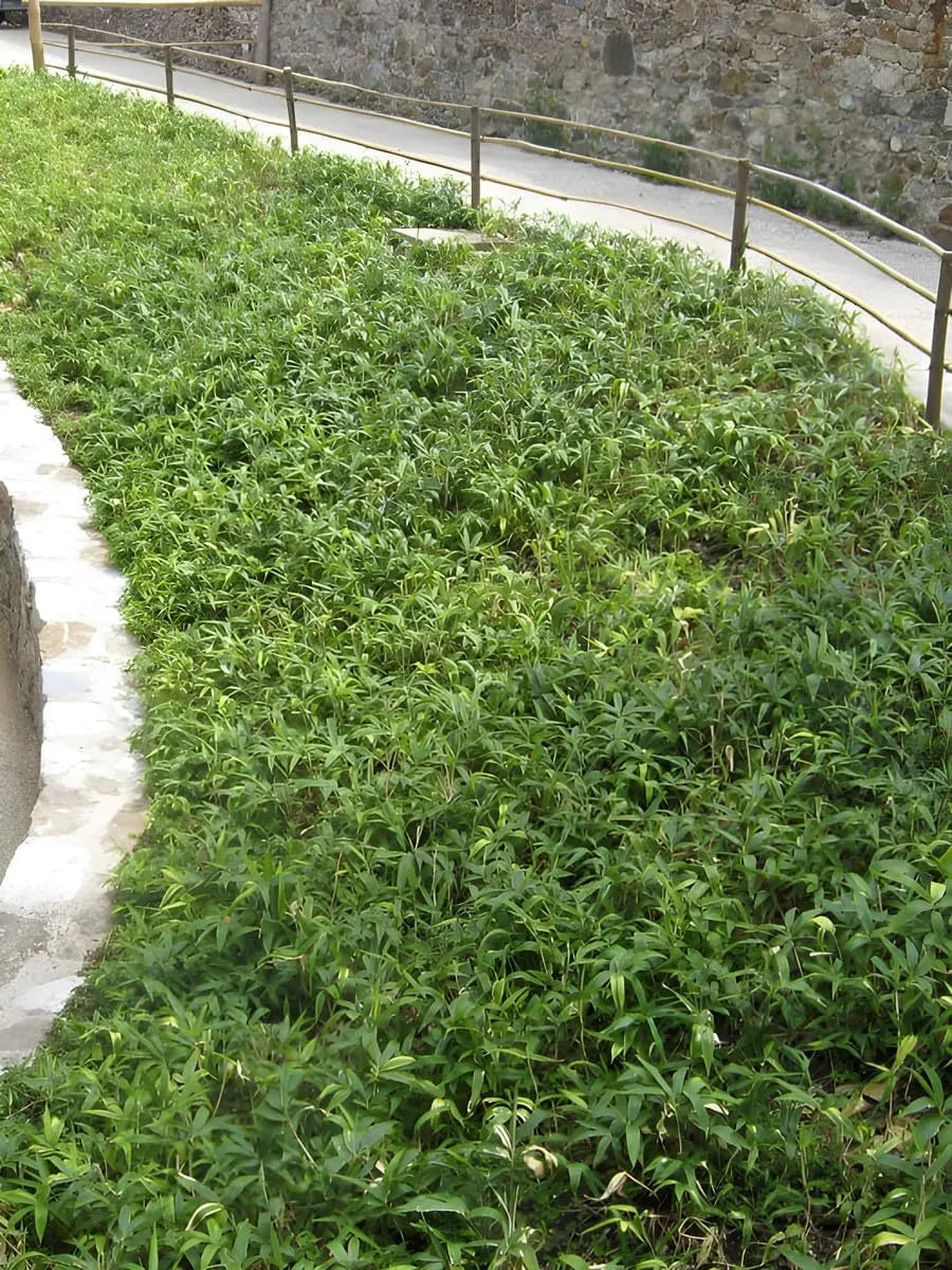 Ziergras Pleioblastus pumilus, Zwerg-Bambus, mit grünen Blättern, im Garten, von Stauden Gänge für Garten- und Landschaftsbau