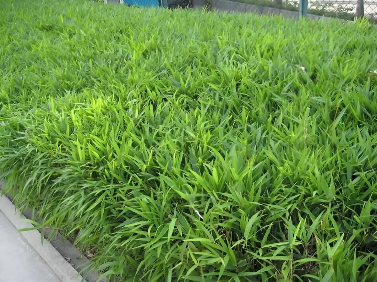Pleioblastus pumilus, Zwerg-Bambus, Ziergras von Stauden Gänge, dichtes grünes Laub, ideal für Gartendekoration.