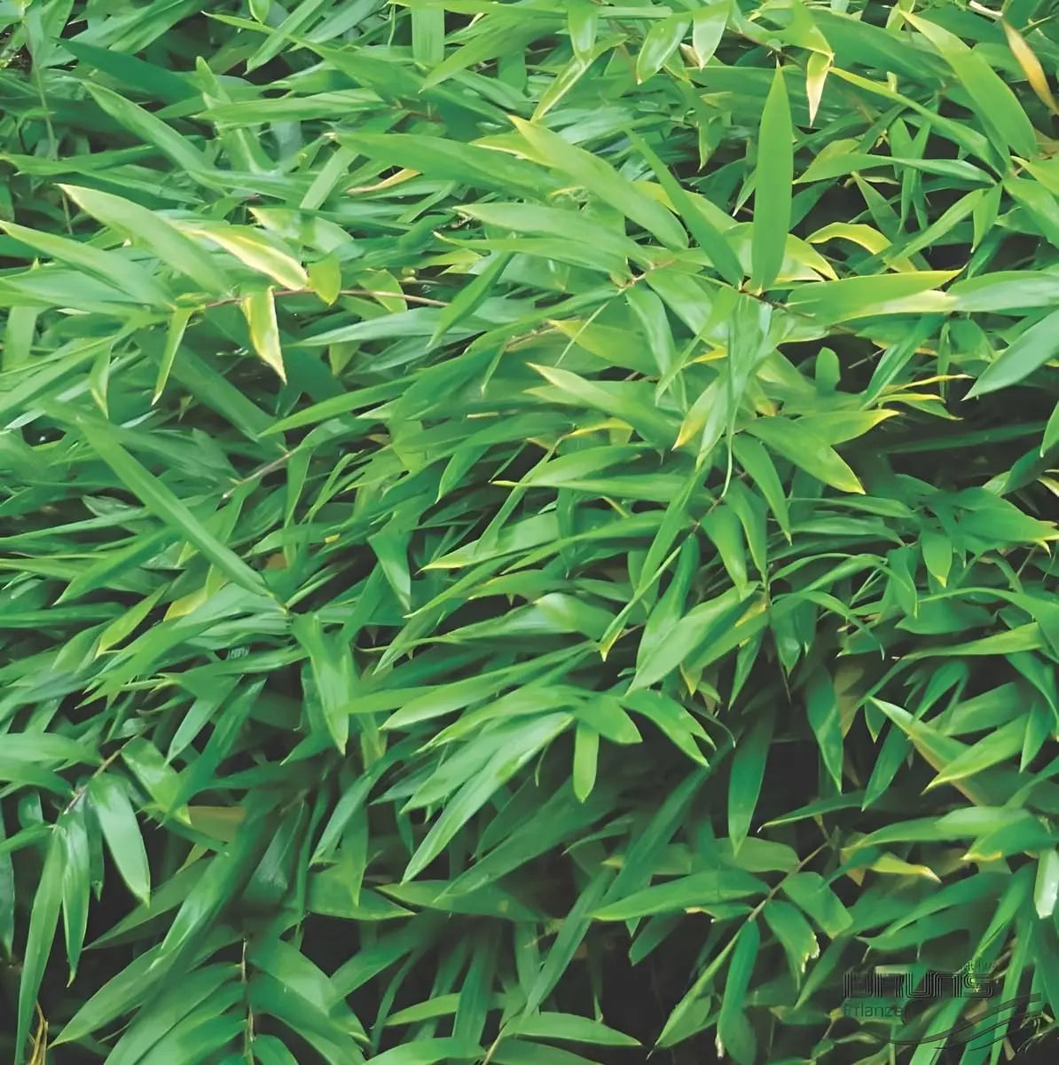 Ziergras Pleioblastus pumilus, Zwerg-Bambus, im Garten, grüne Blätter, Stauden Gänge, dichter Bambusstrauch
