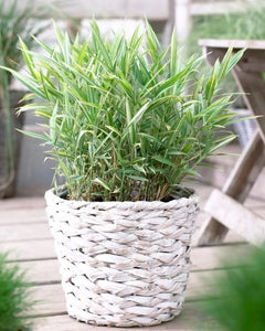 Bunter Zwergbambus Pleioblastus 'Variegatus' als Ziergras, grüne Blätter mit weißen Streifen, in Gartenbeet gepflanzt.
