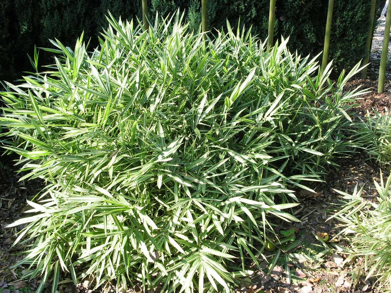 Bunter Zwergbambus Pleioblastus 'Variegatus' als Ziergras, mit grünen Blättern mit weißer Variegation, im Garten.