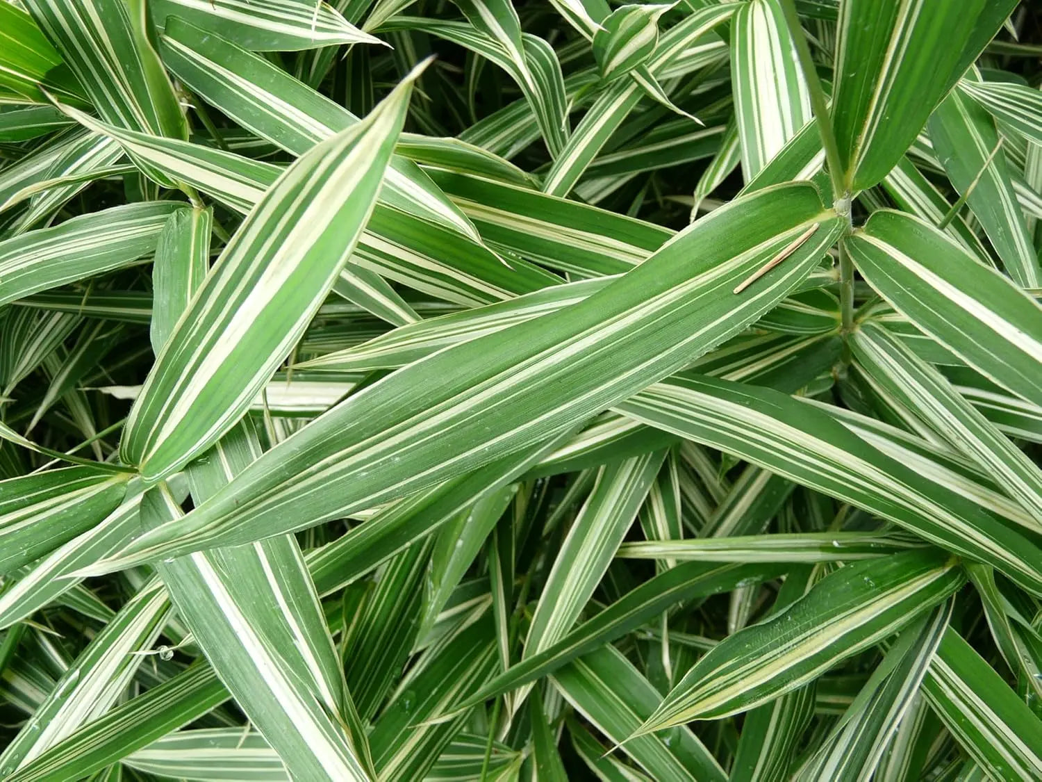 Bunter Zwergbambus Pleioblastus 'Variegatus', Ziergras mit grün-weißen variegierten Blättern, im Garten.