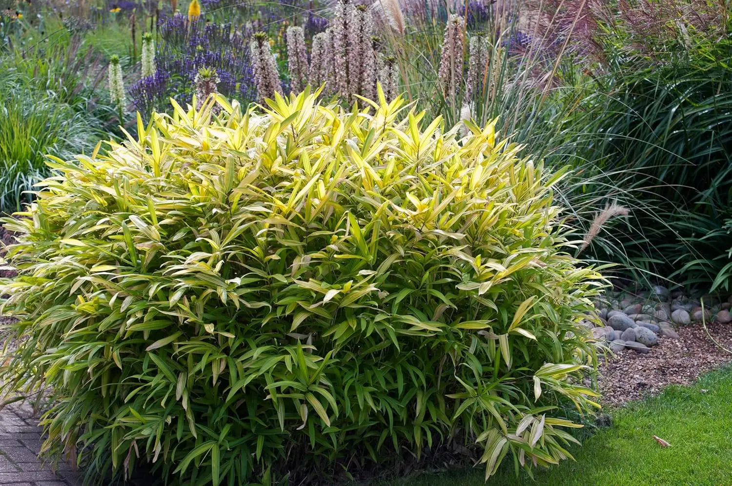 Bunter Zwergbambus Pleioblastus 'Variegatus' als Ziergras, mit grün-weiß variierten Blättern, im Garten.