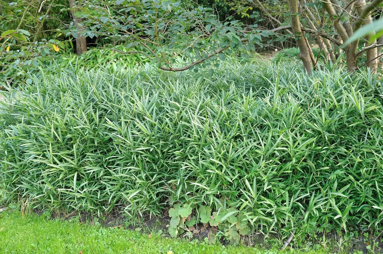 Bunter Zwergbambus Pleioblastus 'Variegatus' als Ziergras, grüne Blätter mit cremefarbenen Streifen, im Garten gepflanzt