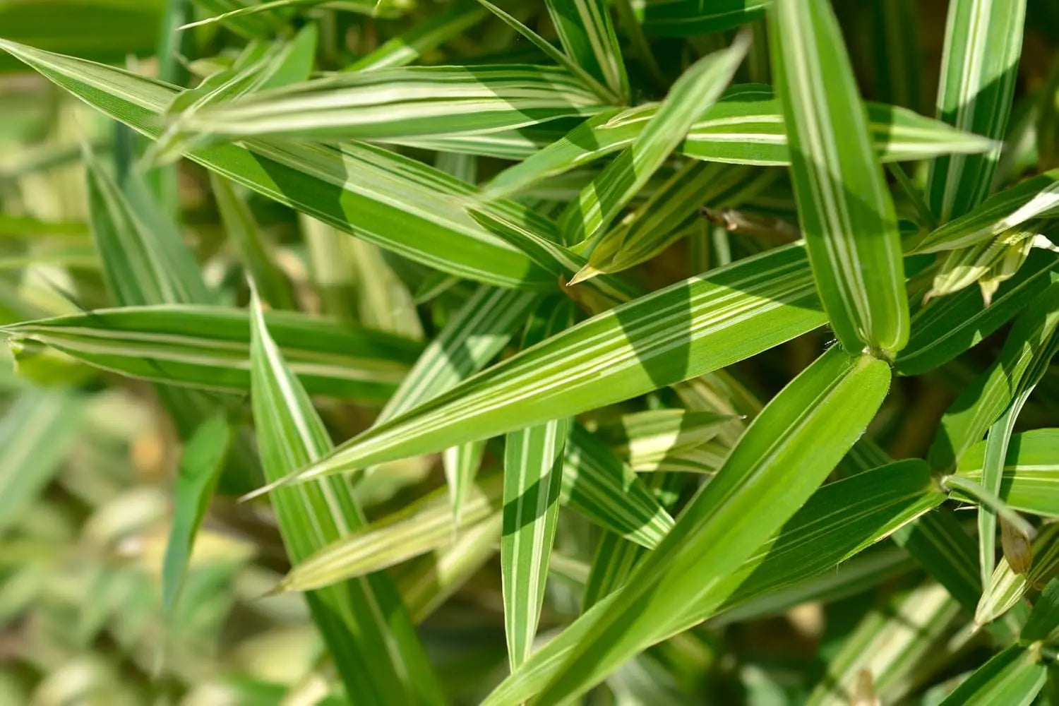 Bunter Zwergbambus Pleioblastus 'Variegatus' als Ziergras, grüne Blätter mit gelben und weißen Streifen, im Garten.