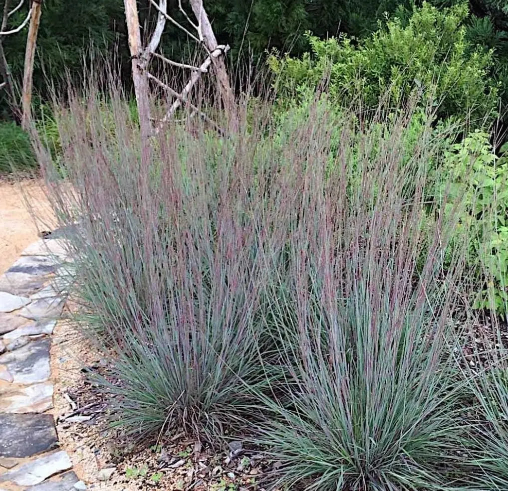Ziergras Schizachyrium scoparium 'Blue Heaven' mit silber-blauen Blättern, Stauden Gänge, kleines Präriegras in Gartenaufnahme