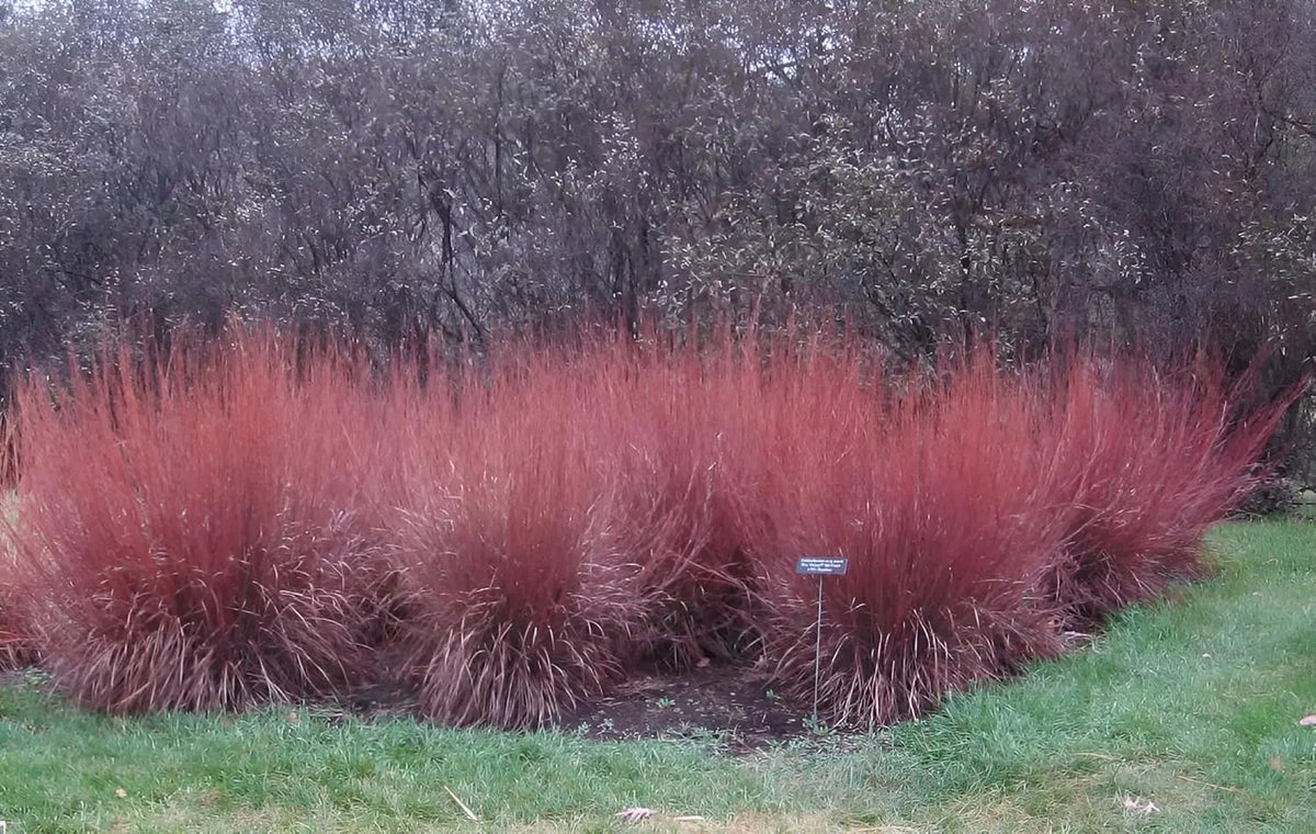 Ziergras Schizachyrium scoparium 'Blue Heaven' von Stauden Gänge, kleines Präriegras mit bläulichem Laub, im Garten fotografiert.