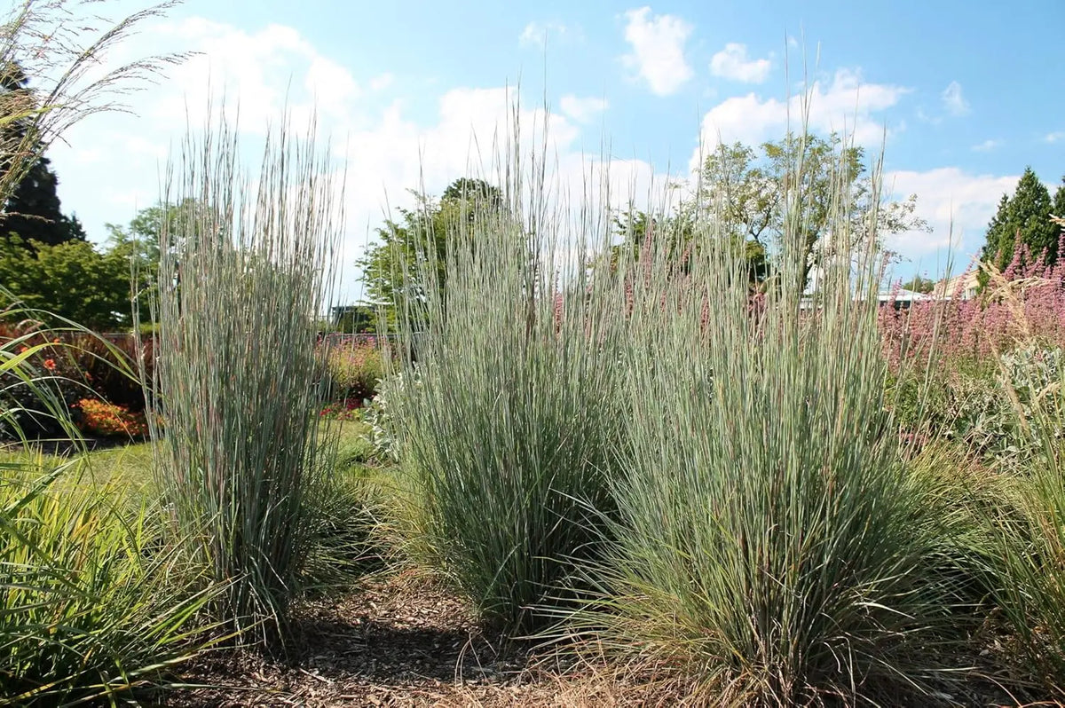 Ziergras Schizachyrium scoparium 'Blue Heaven' von Stauden Gänge, mit blaugrauen, schilfähnlichen Halmen im Garten.
