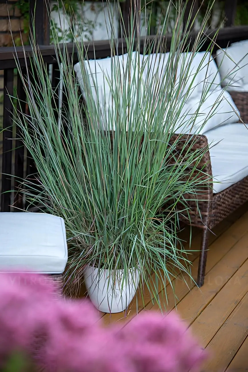 Ziergras Schizachyrium scoparium 'Blue Heaven' von Stauden Gänge, kleines Präriegras mit bläulichem Laub, im Garten.