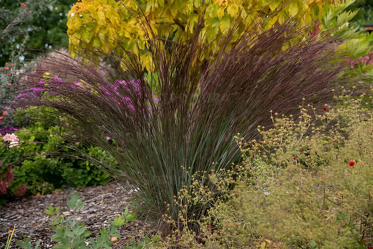 Ziergras Schizachyrium scoparium 'Blue Heaven' von Stauden Gänge, kleines Präriegras mit bläulichem Laub im Garten.