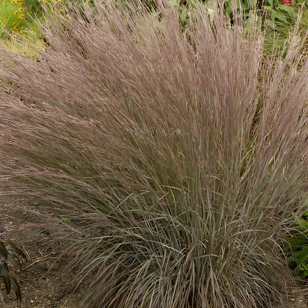 Ziergras Schizachyrium scoparium 'Blue Heaven' von Stauden Gänge, kleines Präriegras mit bläulichen Halmen auf Bild