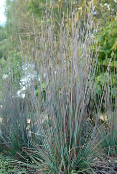 Ziergras Schizachyrium scoparium 'Standing Ovation' von Stauden Gänge, kleines Präriegras mit aufrechten, silbrigen Halmen.