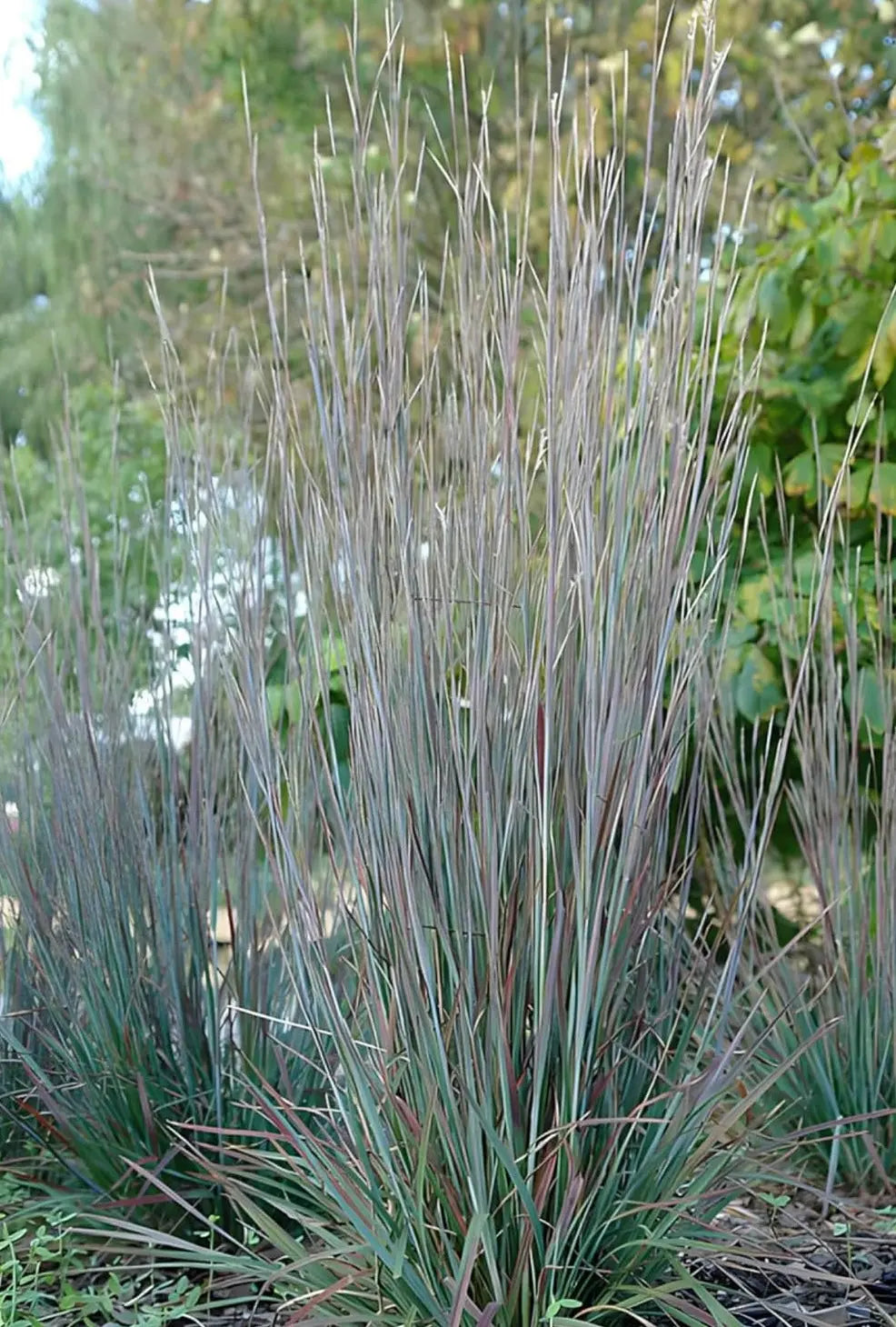 Ziergras Schizachyrium scoparium 'Standing Ovation' von Stauden Gänge, kleines Präriegras mit aufrechten, silbrigen Halmen.