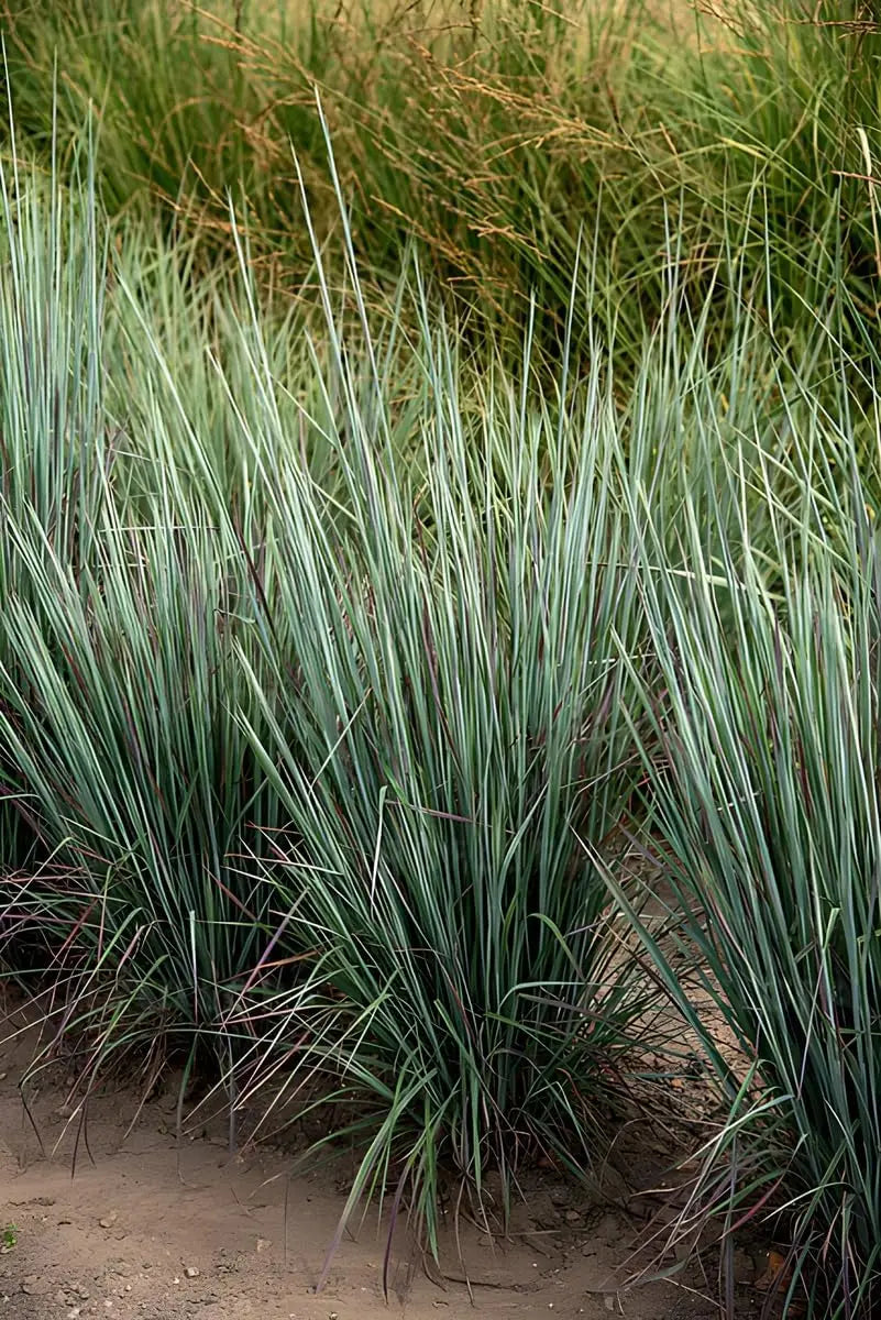 Ziergras Schizachyrium scoparium 'Standing Ovation' von Stauden Gänge, kleines Präriegras mit bläulichem Laub im Garten.