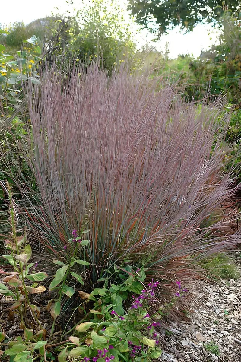 Ziergras Schizachyrium scoparium 'Standing Ovation' von Stauden Gänge, kleines Präriegras mit aufrechten, silbrigen Halmen.