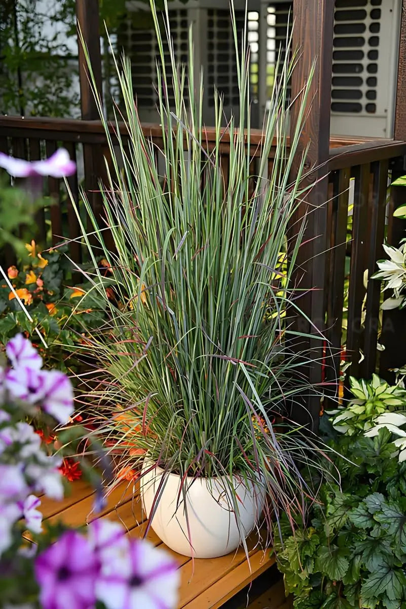 Ziergras Schizachyrium scoparium 'Standing Ovation' von Stauden Gänge, kleines Präriegras mit rotem Herbstlaub.