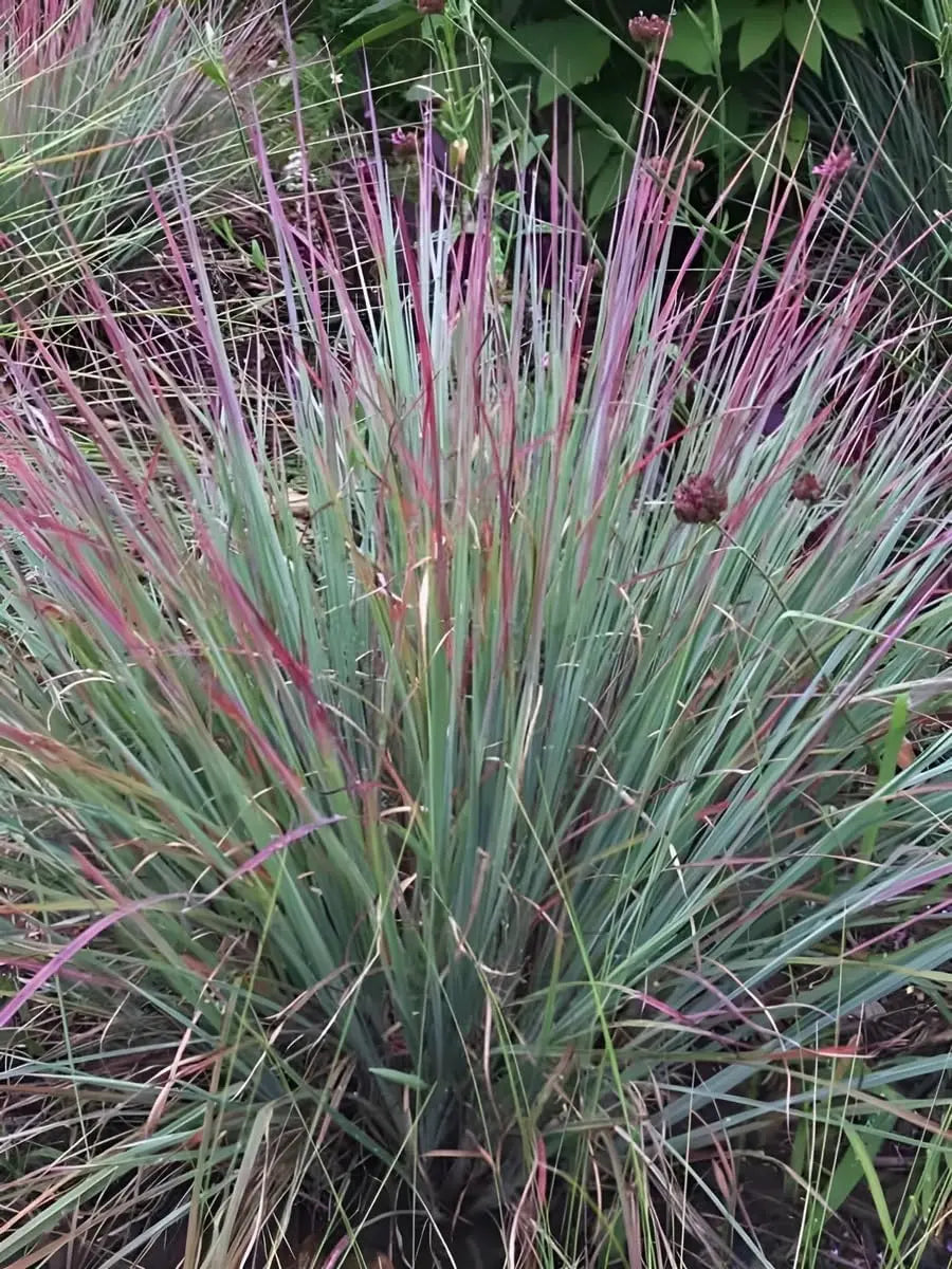 Ziergras Schizachyrium scoparium 'Standing Ovation' von Stauden Gänge, kleines Präriegras mit federartigem, silbrigen Laub.