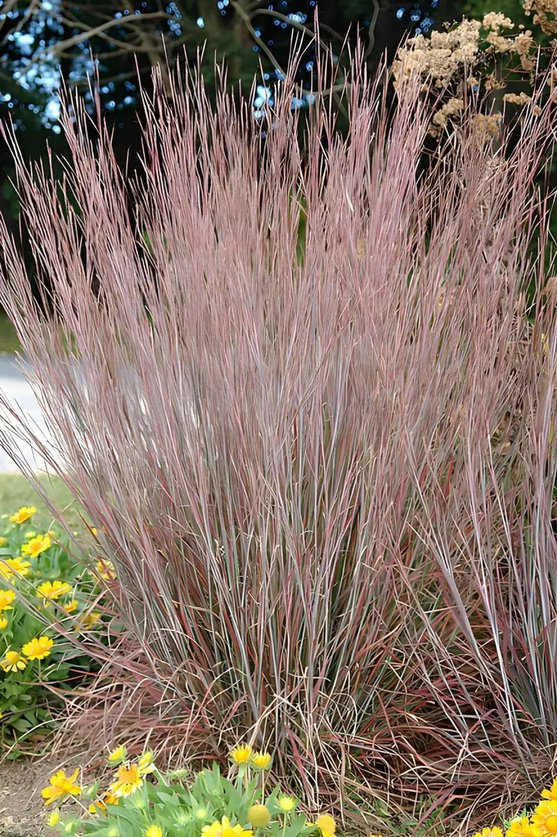 Ziergras Schizachyrium scoparium 'Standing Ovation' mit silbrigen Blättern, kleines Präriegras, Stauden Gänge