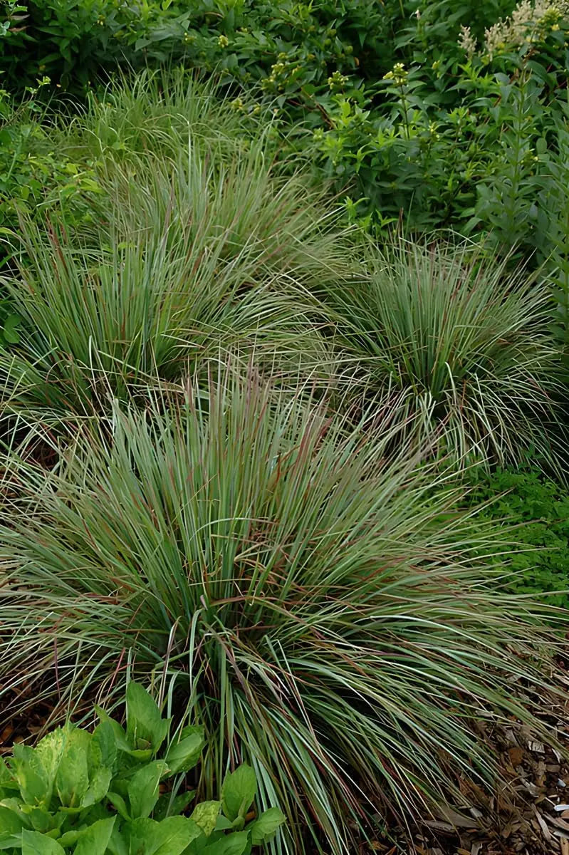 Ziergras Schizachyrium scoparium 'Standing Ovation' von Stauden Gänge, kleines Präriegras mit silbrigen Blättern, im Garten.