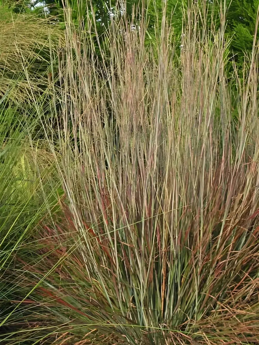 Ziergras Schizachyrium scoparium 'Standing Ovation' von Stauden Gänge, kleines Präriegras mit silbrigen, aufrechten Halmen.
